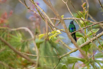 A sparkling violetear hummingbird perched on an Indian mallow twig, in the afternoon, in a forest in the eastern Andean mountains of central Colombia, near the Iguaque natural reserve.