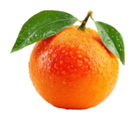 Harvesting fresh oranges citrus orchard food nature isolated on transparent background