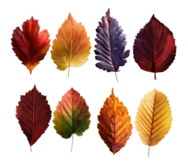 Vibrant autumn leaves display nature isolated on transparent background