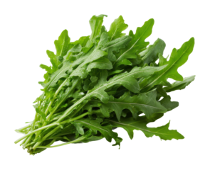 Harvesting fresh arugula greens local farm food outdoors isolated on transparent background
