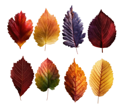 Vibrant autumn leaves display nature isolated on transparent background