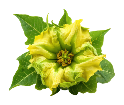 Blooming yellow flower with green leaves in natural isolated on transparent background - Powered by Adobe