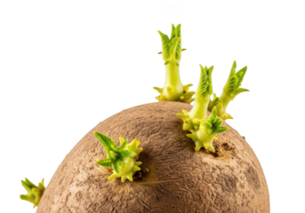Close up of potato with sprouts against black background