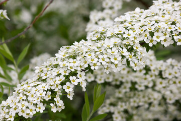 White flowers of spirea close-up. Flowering bush of meadowsweet.