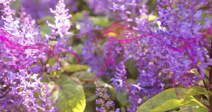 Camera panning down purple blooms, pink ribbon drifting across, revealing leaves, insect hovering