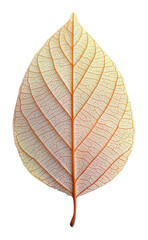 Obraz premium Leaf structure and texture nature isolated on transparent background