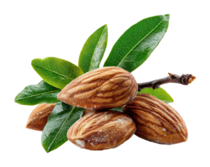 Harvesting fresh almonds in nature's bounty healthy snack options isolated on transparent background