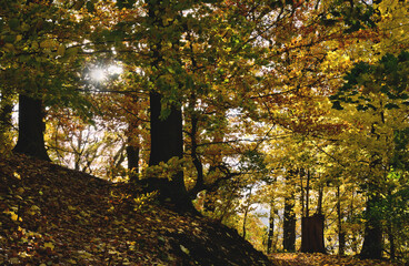 Herbstwald im Dammelsberg Marbach, Wanderweg durch den leuchtenden Herbst