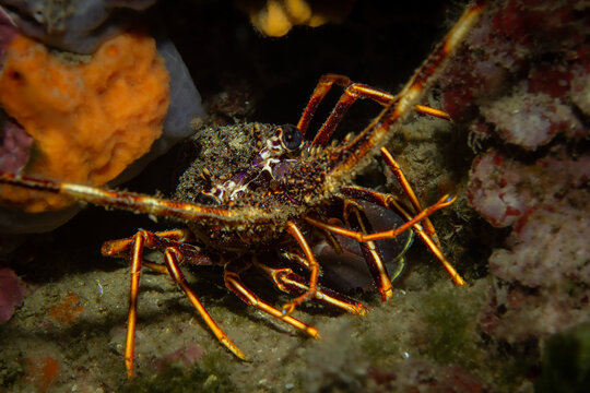 European Spiny Lobster (Palinurus elephas) in Tamariu &ndash; Detailed View of Eye and Antennae Among Mediterranean Sponges and Rocks