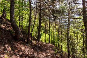 A winding path through a sun-dappled forest, inviting exploration and adventure. Sunlit forest trail winds through tall pine trees and lush greenery, evoking peace and natural beauty.