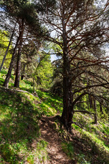 A winding path through a sun-dappled forest, inviting exploration and adventure. Sunlit forest trail winds through tall pine trees and lush greenery, evoking peace and natural beauty.