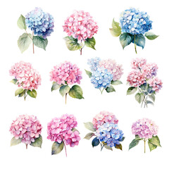 Watercolor set of pink and blue hydrangea branch with leaves, flowers illustration.