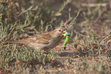 A female OF HOUSE SPARROW (Passer domesticus) sits on the ground and holds a green hawk moth caterpillar in her beak.