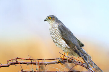 A female Eurasian sparrowhawk (Accipiter nisus) perched on a bush of narrow-leaved oleaster against a blurred background