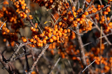 Close-up of Ripe Sea Buckthorn Berries on Branch