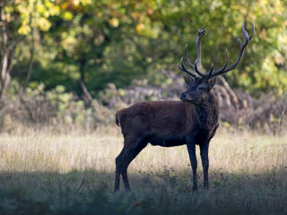 Red deer stag observing from the  shadow in a plain at the edge of a forest during the rut. Cervus elaphus, Réserve de la Haute-Touche, Azay le Ferron, Indre 36, région Centre, France, Europe
