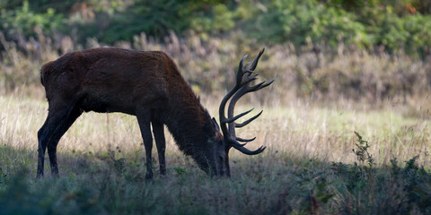 Red deer stag eating grass from the shadow in a plain at the edge of a forest during the rut. Cervus elaphus, Réserve de la Haute-Touche, Azay le Ferron, Indre 36, région Centre, France, Europe