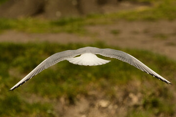 Stunning black-headed gull in flight with it's wings wide open.