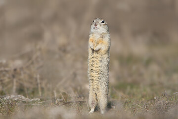 An adult speckled ground squirrel (Spermophilus suslicus) is photographed close-up near its burrow.