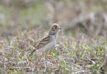 A close-up shot of an adult greater short-toed lark (Calandrella brachydactyla) sitting on the grass