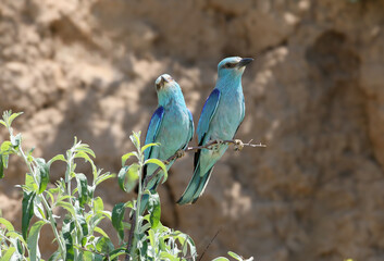 A pair of European rollers (Coracias garrulus) displaying on a tree branch