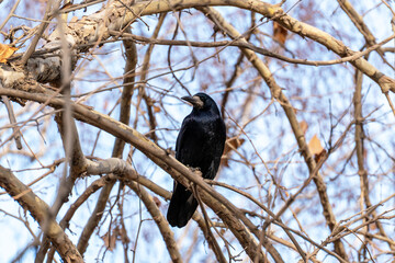 A black rook (Corvus frugilegus) perches on a bare tree branch against a bright, slightly blurred sky. The bird is in sharp focus, showcasing its dark plumage and intelligent profile.