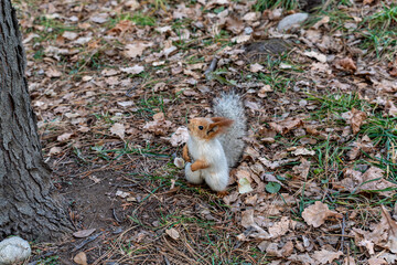 A small, light-colored squirrel stands on its hind legs next to a tree trunk, foraging among dry leaves and grass on the forest floor.