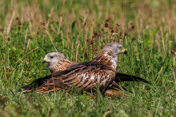 Rotmilane (Milvus milvus)