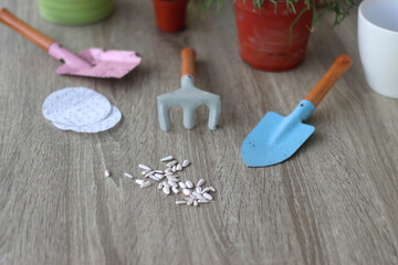 Houseplants, flower pots and mini gardening equipment. Urban gardening at home or on the balcony. Selective focus.