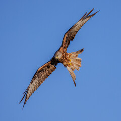 Rotmilan (Milvus milvus)