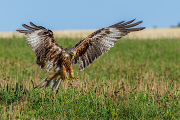 Rotmilan (Milvus milvus)