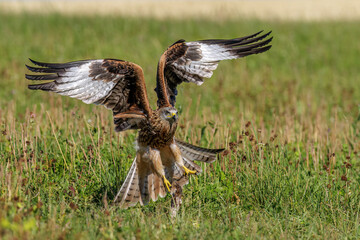 Rotmilan (Milvus milvus)