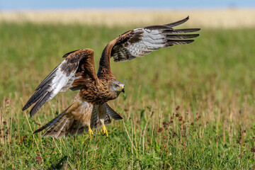 Rotmilan (Milvus milvus)
