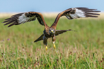 Rotmilan (Milvus milvus)