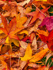 Colorful Autumn Leaves Closeup with Vibrant Red, Orange and Yellow Foliage Creating a Natural Seasonal Texture. Vertical Nature Background