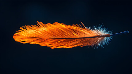 Orange feather avian quill plume bird element