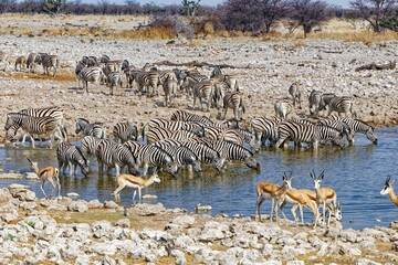 Zebras in Okaukuejo