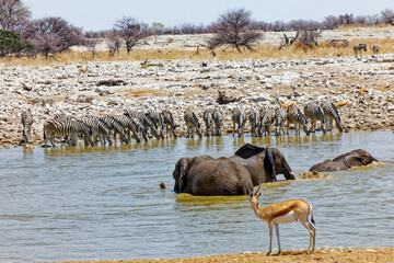 Wasserloch Okaukuejo