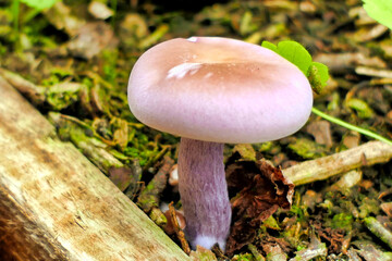 Close up of a Lepista nuda mushroom, sometimes called Clitocybe nuda or Wood Blewit
