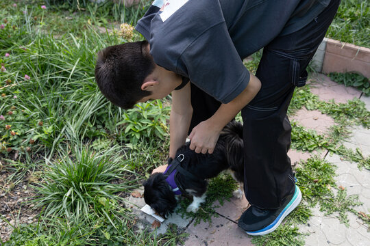 A young person bends down to guide a small black dog wearing a purple harness while it sniffs the ground in a garden area - Powered by Adobe
