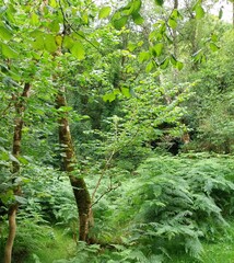 Naklejka premium The truly green forest 