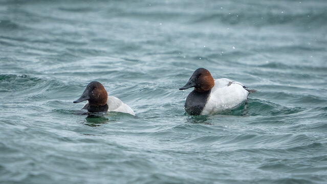 Pair of Canvasbacks