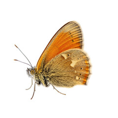 Orange and Brown Butterfly with Intricate Wing Patterns and Delicate Antennae Isolated on a Black Background Studio Shot