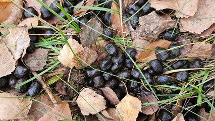 Dark pellet-shaped animal droppings on autumn leaf litter and grass in a forest, illustrating wildlife presence and natural ecology signs