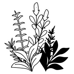 Fototapeta premium Botanical Line Art Herbs Set