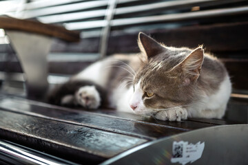 A beautiful cat on the streets of Istanbul. A sweet and kind cat.