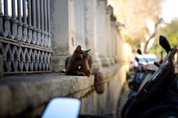  A beautiful cat on the streets of Istanbul. A sweet and kind cat.