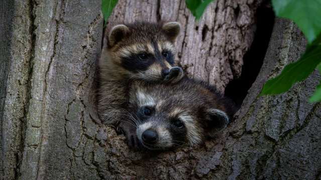 Racoons