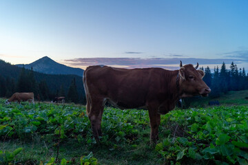 Brown cow in twilight mountain meadow
