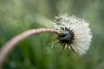 Dmuchawce pokryte kroplami rosy o świcie na naturalnej łące. Miękkie światło poranka podkreśla delikatną strukturę nasion i tworzy nastrojową, spokojną atmosferę. © Elżbieta Kaps